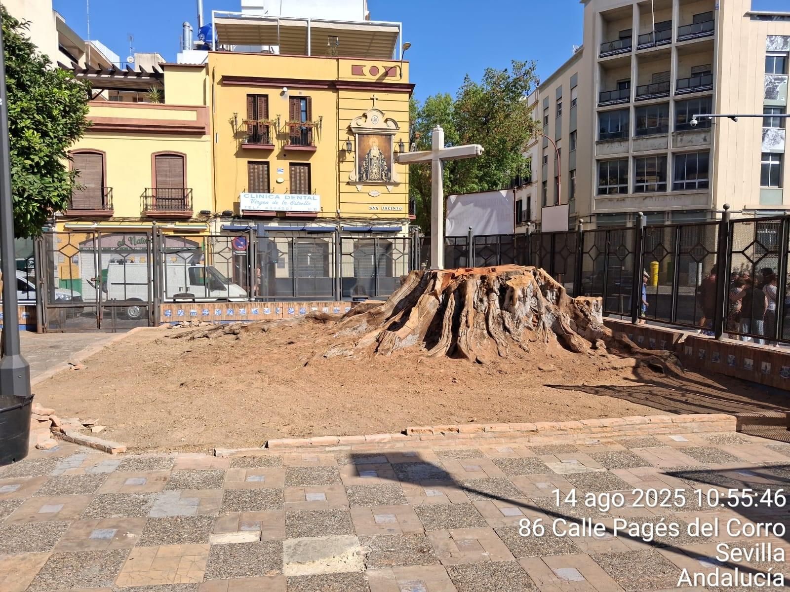 Con Podemos-IU: "Cuatro sierras se han roto para talar el ficus de Triana ¿dónde estaba el riesgo de que se cayera?"