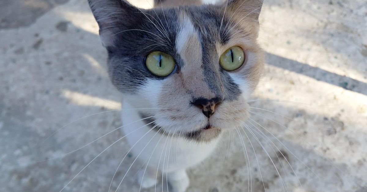En el Refugio de Gatos Callejeros La Higuera necesitan más manos para cuidar a 200 gatos