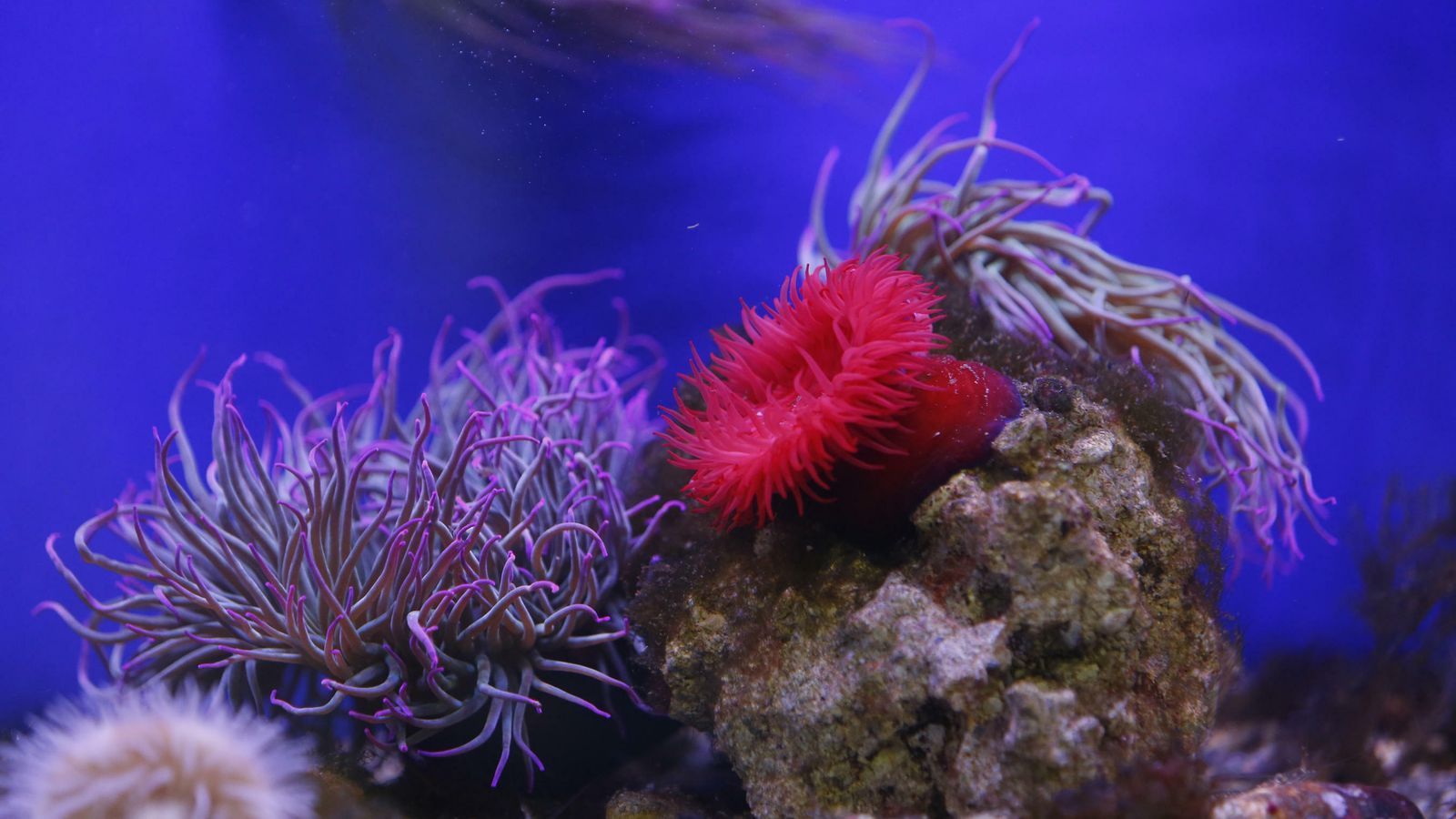 Tomate de mar y ortiguillas.