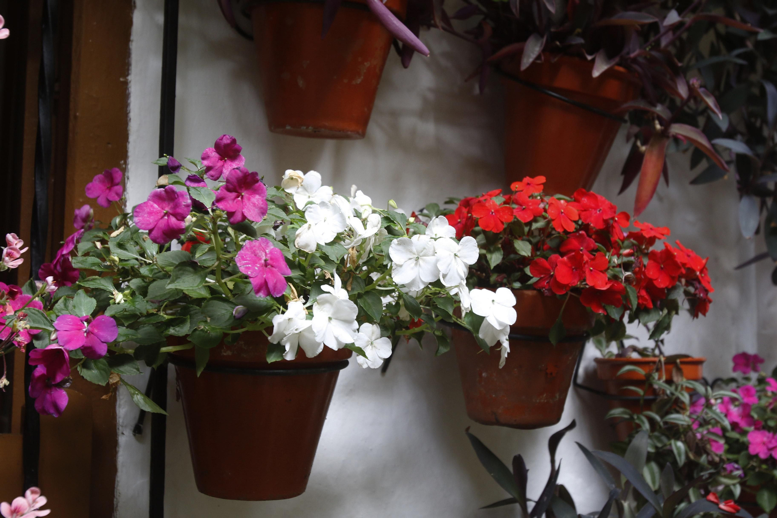 Los Patios de Córdoba en tiempos de crisis: Duque de la Victoria, 3