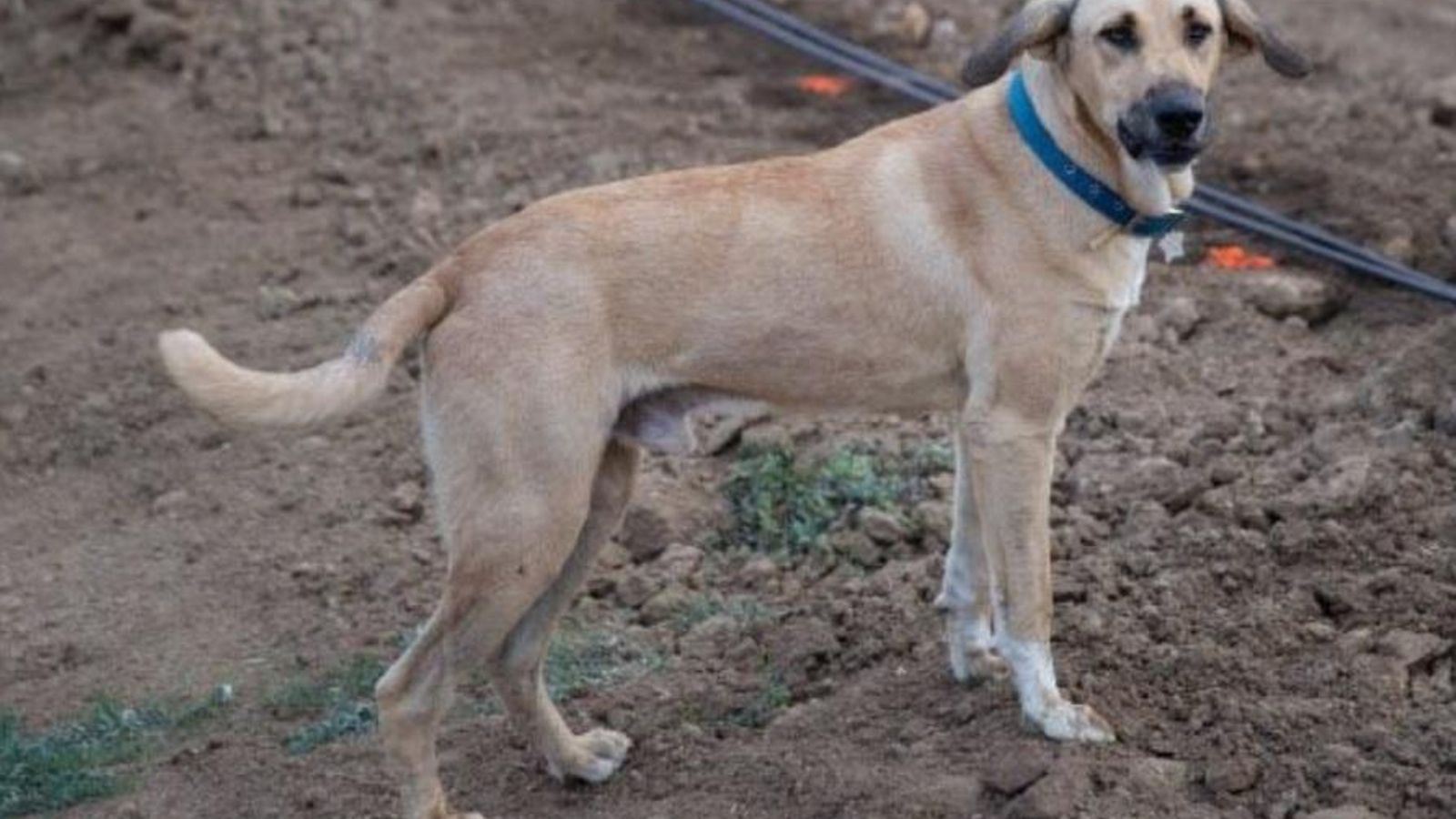 Albero, el perro buscado en Los Barrios.