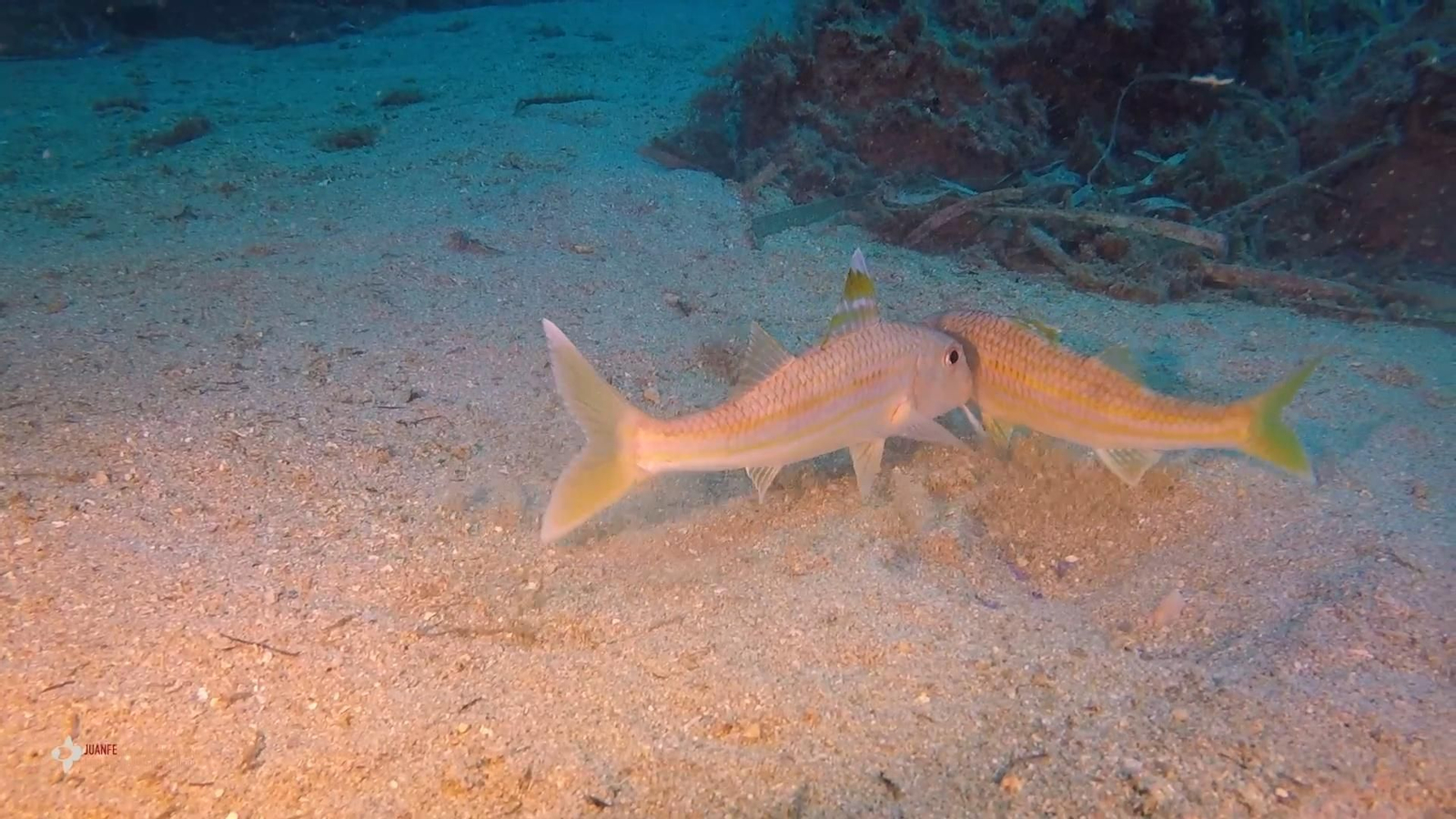 Salmonetes de fango