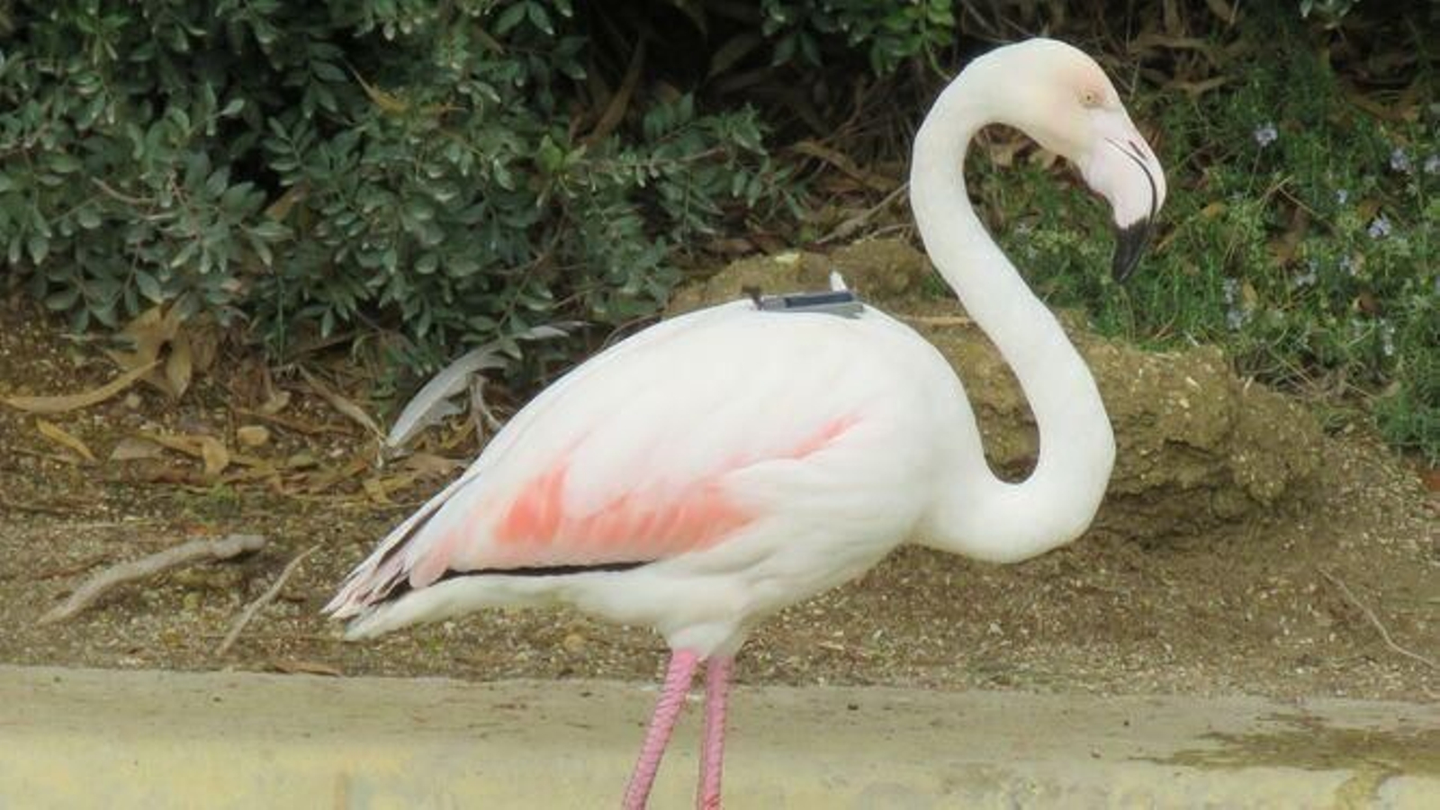 Wisdom, con el dispositivo GPS.