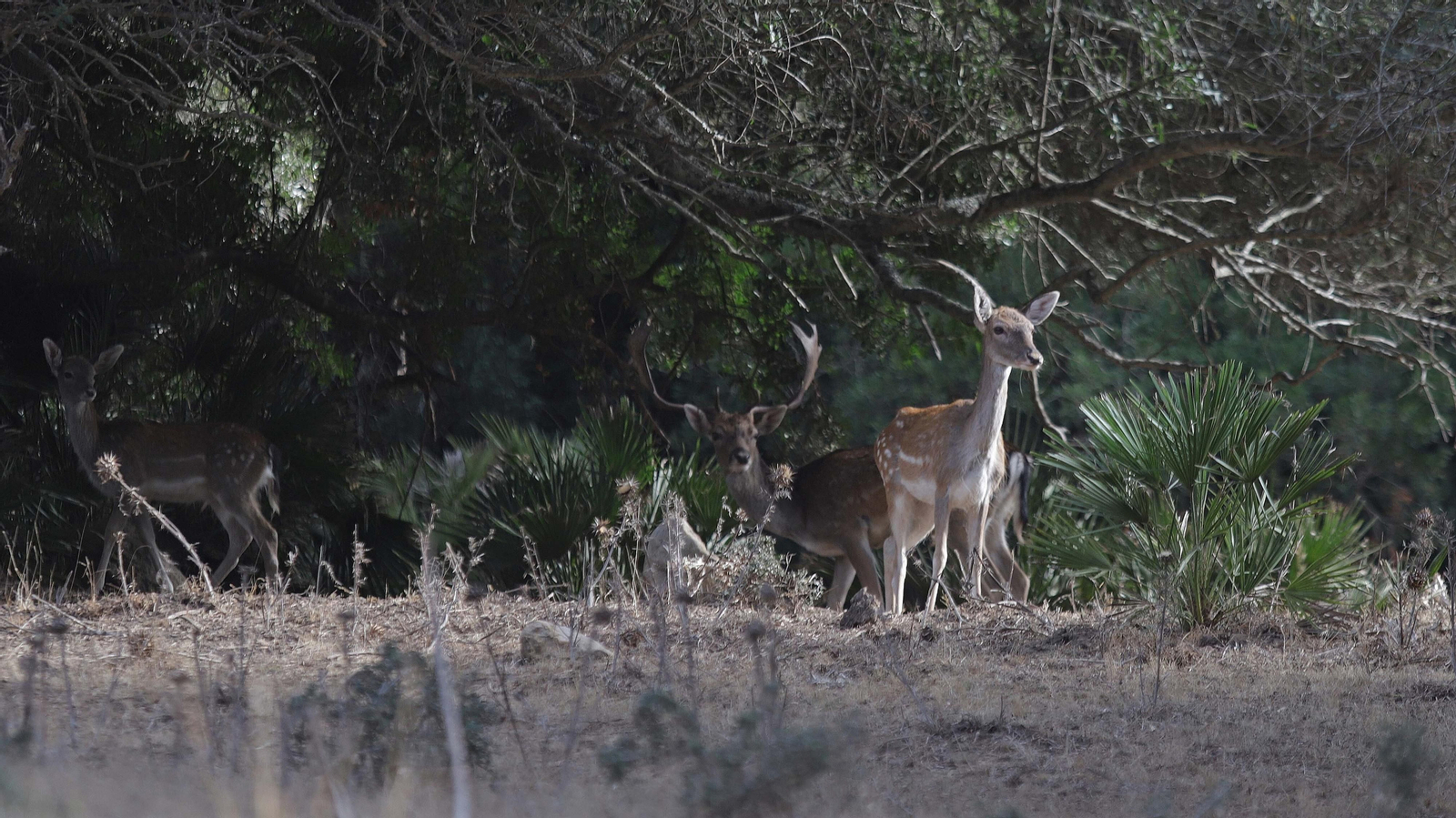 Fotos del sendero de la mariposa monarca en Castellar