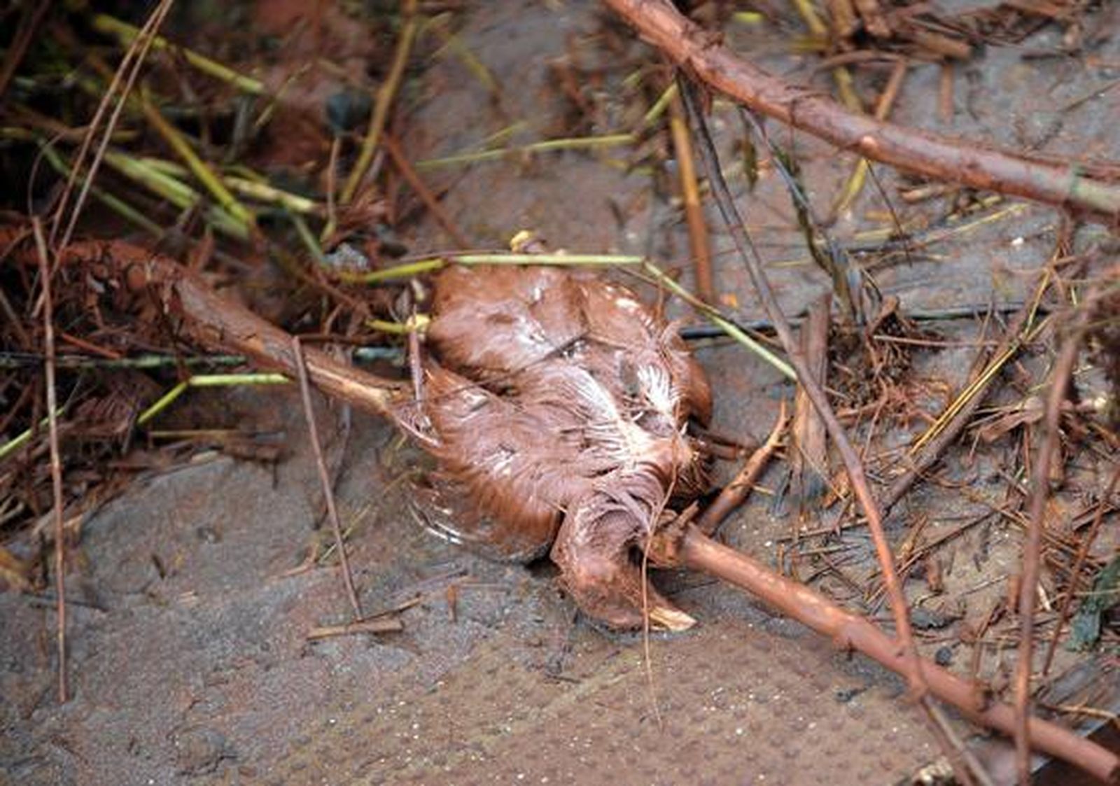 Foto: EFE / AFP / Reuters