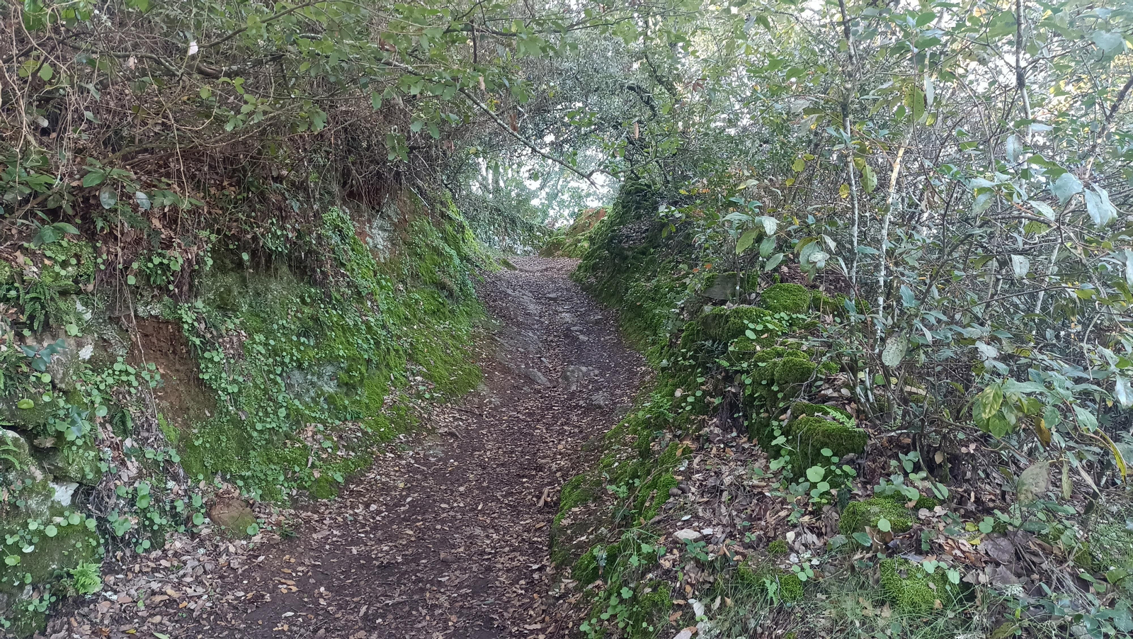 El recorrido es muy verde y fresco en casi su totalidad.
