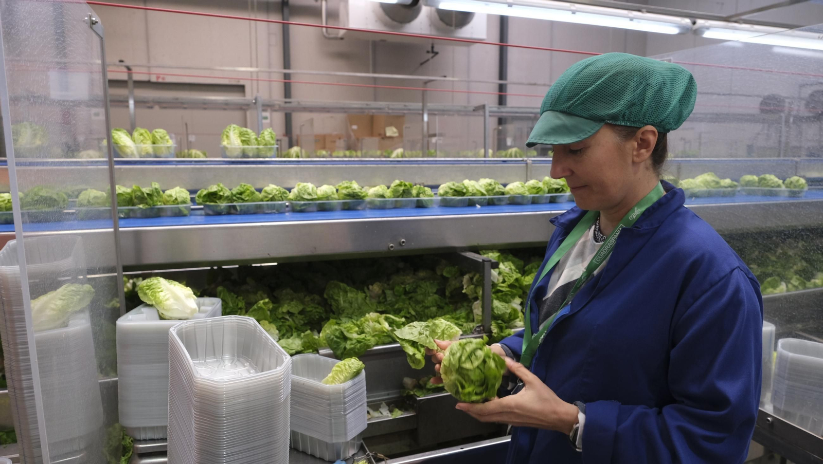 Desde Cuevas del Almanzora para el resto del mundo, las mejores escarolas con Cuadraspania, en imágenes
