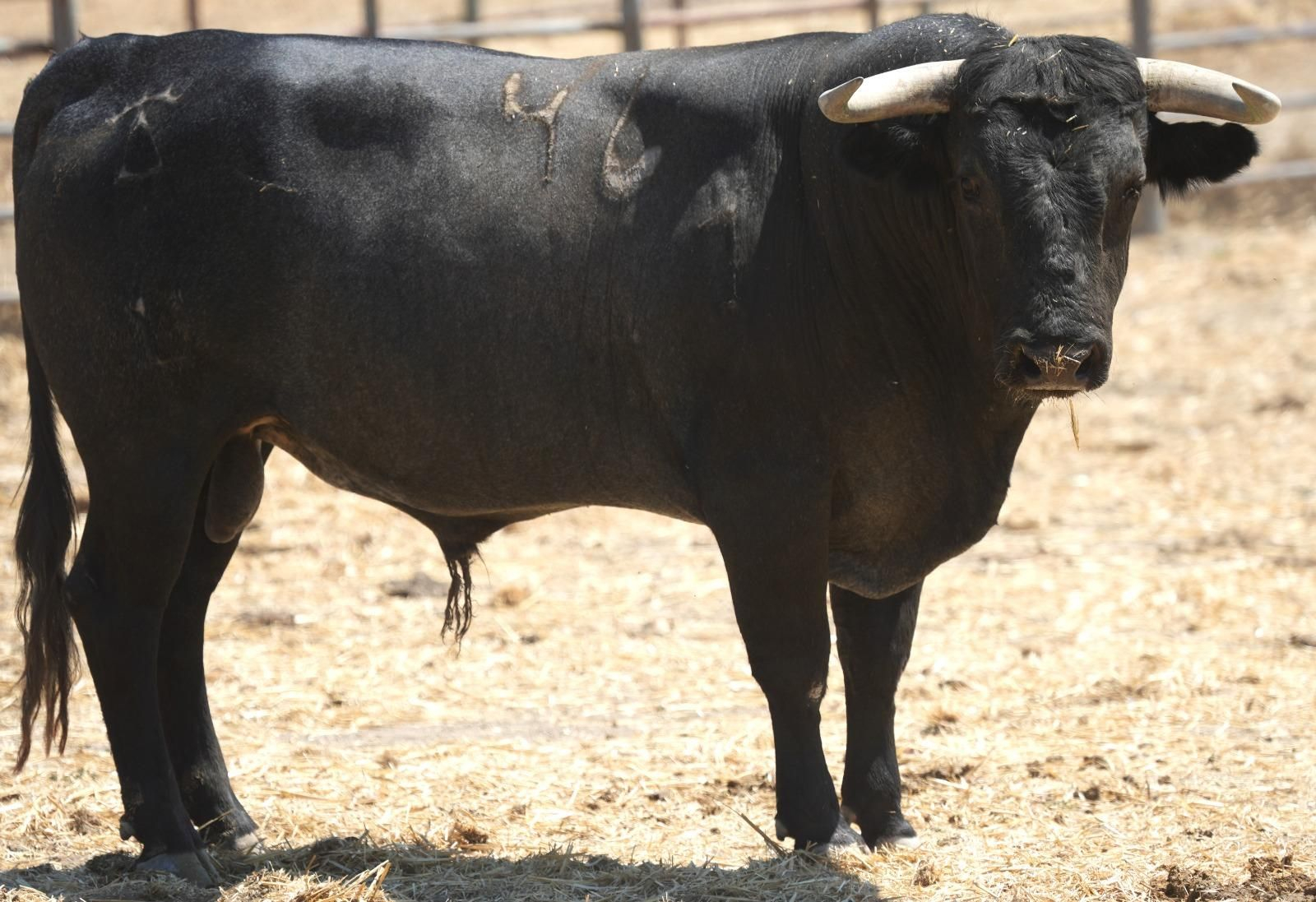 Así son los seis toros de Victorino Martín para el cierre de la feria de La Línea