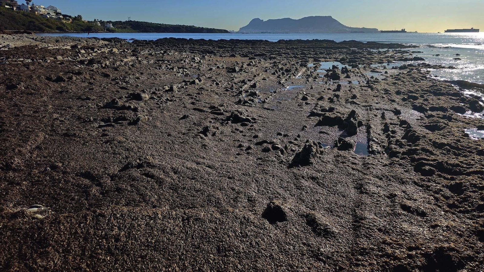 Imágenes del manto de alga parda en la playa de Getares