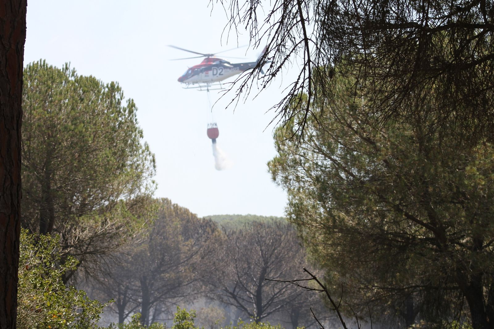 El incendio en el pinar de Roche, en imágenes