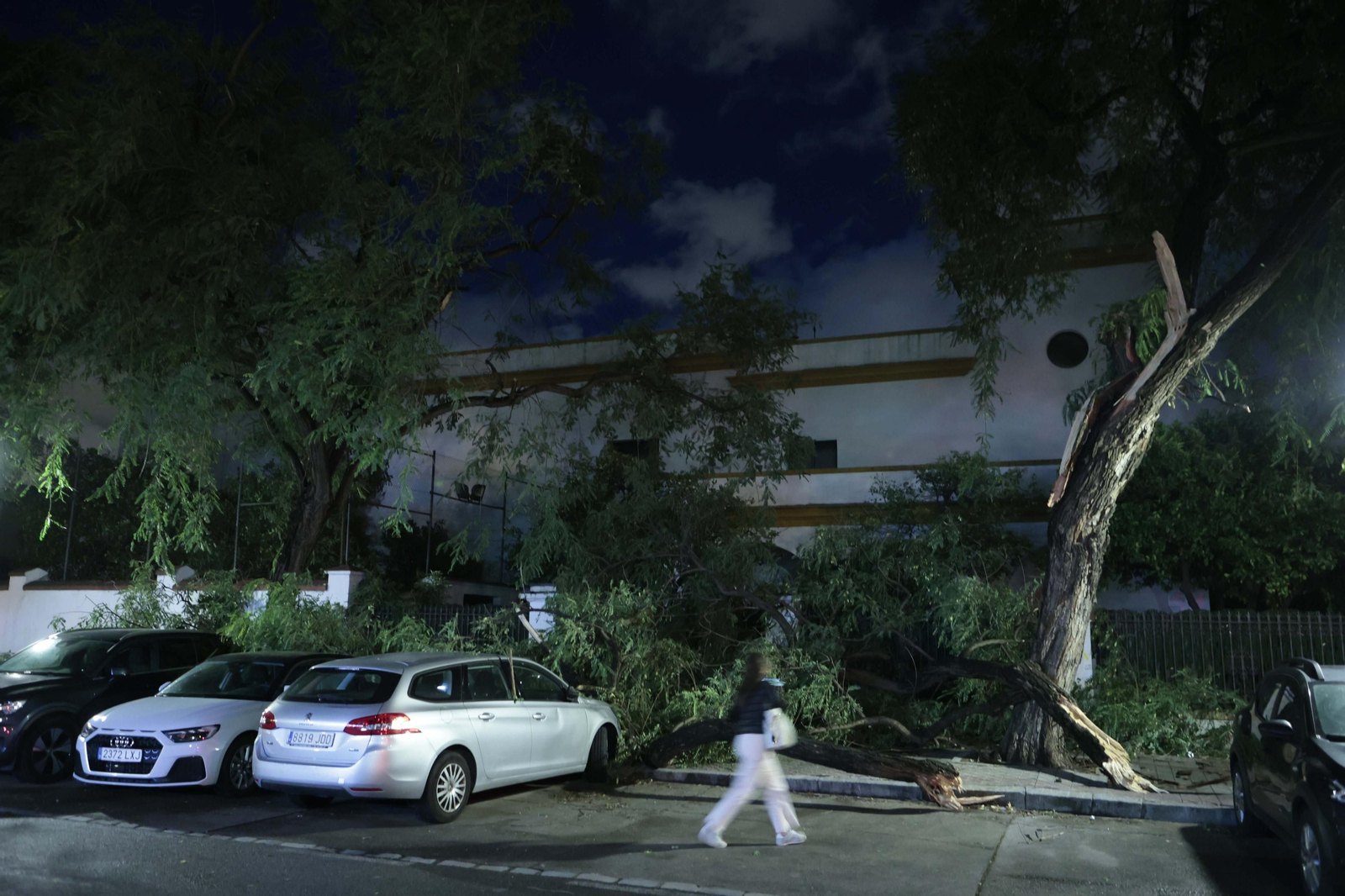 Árboles caídos por el temporal de viento y lluvia