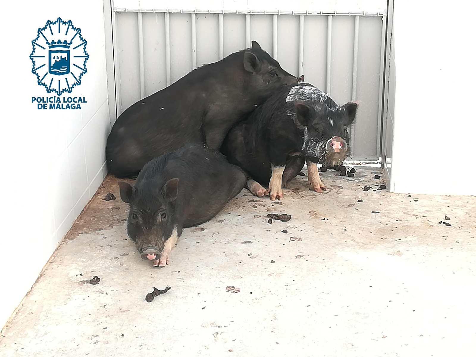 Cerdos vietnamitas capturados por la Policía Local en Málaga.