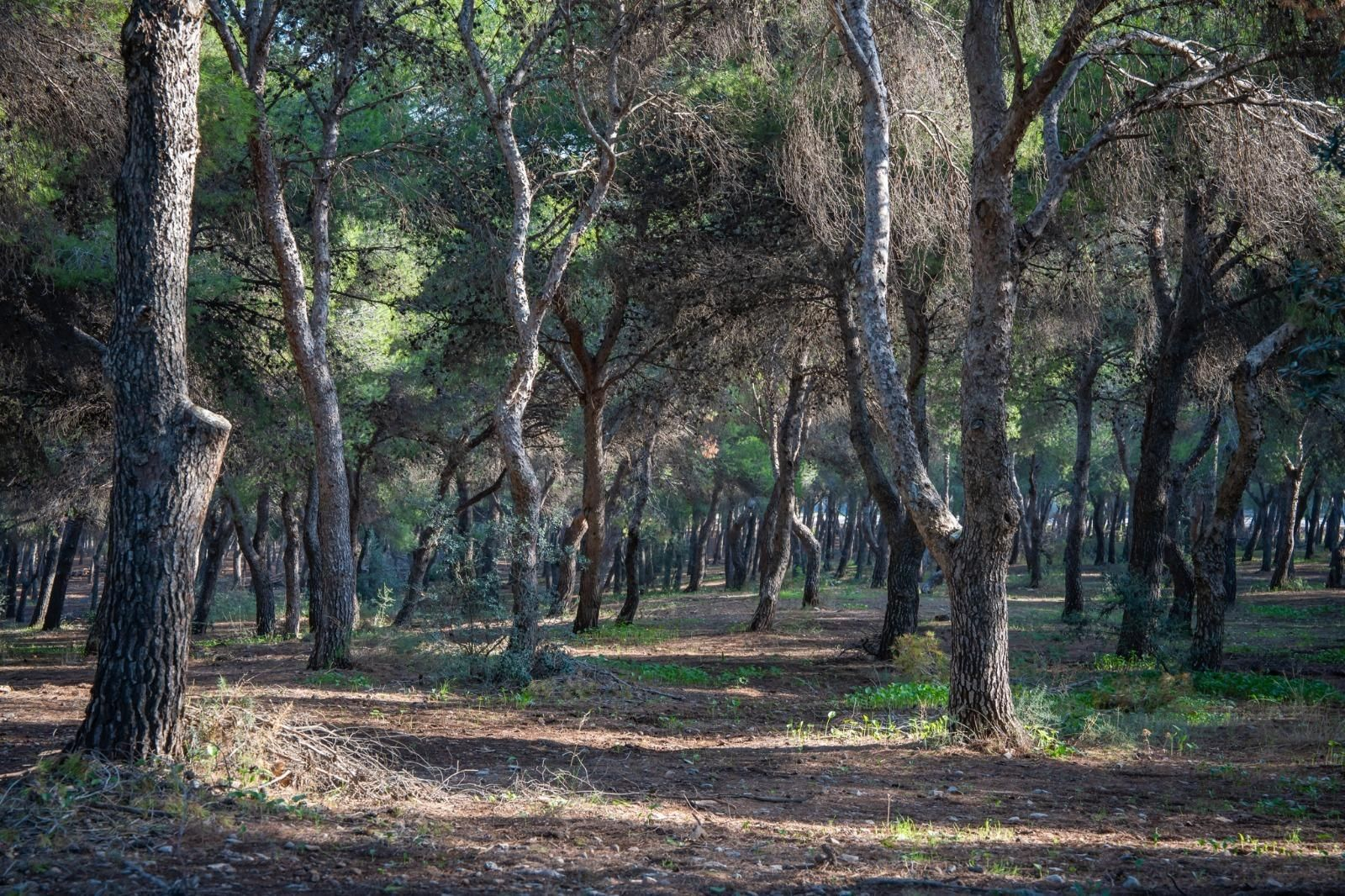 Una zona de pinar de Torremolinos.