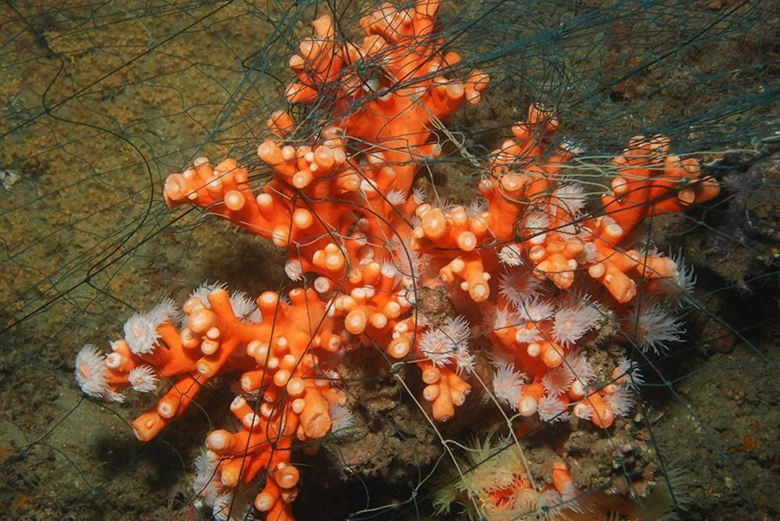 Coral candelabro. Coral candelabro.