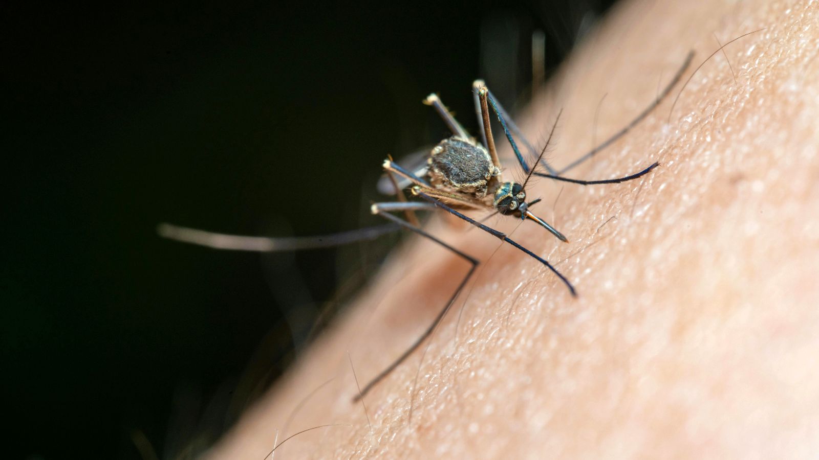 Se han identificado hasta cuarenta especies de mosquitos que podían ser transmisoras del virus.