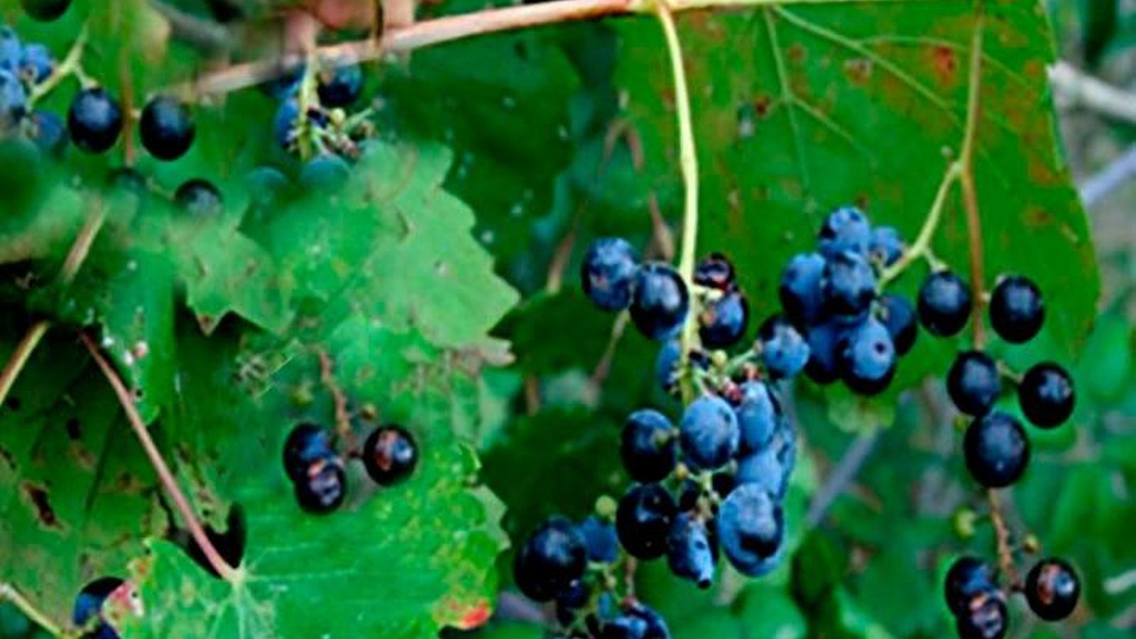 Viña silvestre. Fotografía tomada en el Arroyo del Lobo en otoño del año 2012. Posible vestigio de los viñedos que, en el siglo XVIII, existieron en la zona de Getares.