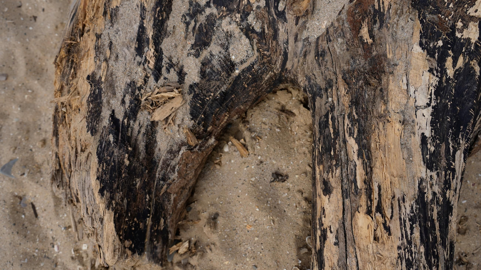 Fotos de la playa de Getares llena de cañas y desechos