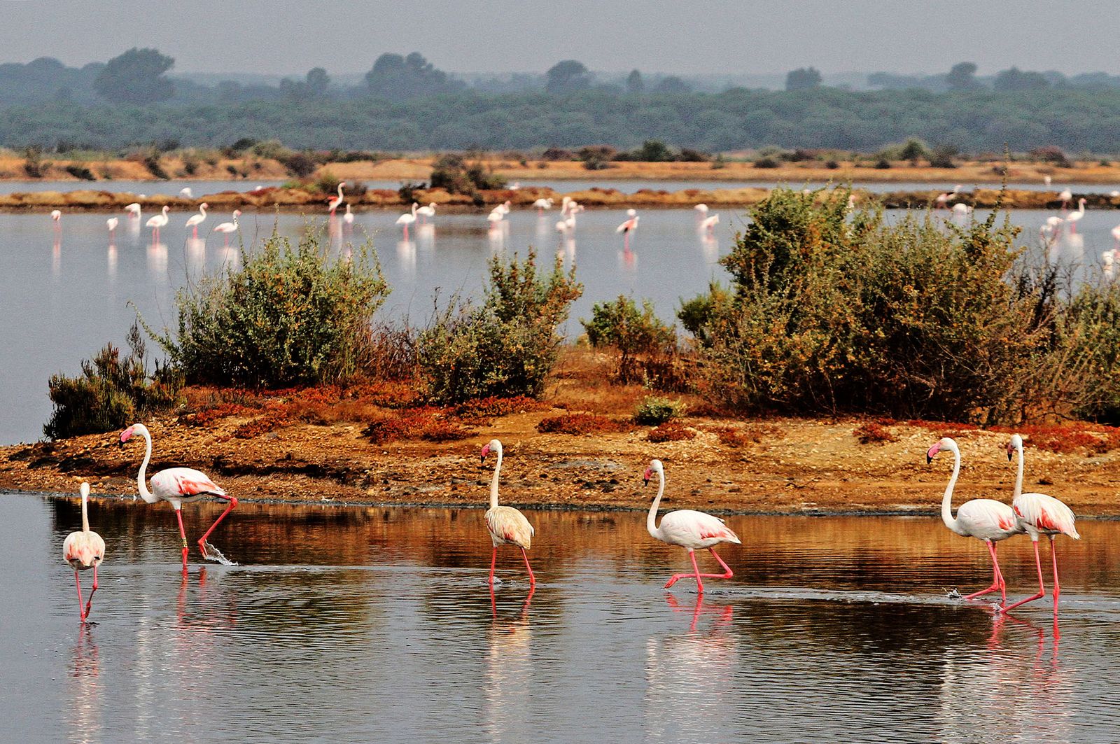 Imágenes de Marismas del Odiel, un Paraje Natural en la confluencia de las desembocaduras de los ríos Tinto y Odiel