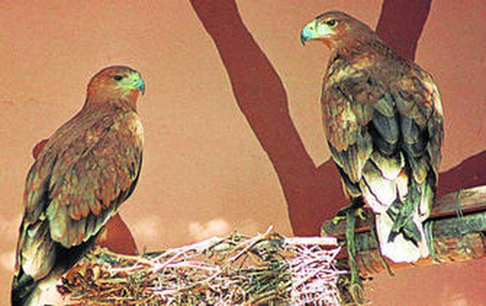 Dos ejemplares de águila imperial ibérica, en una imagen de archivo.