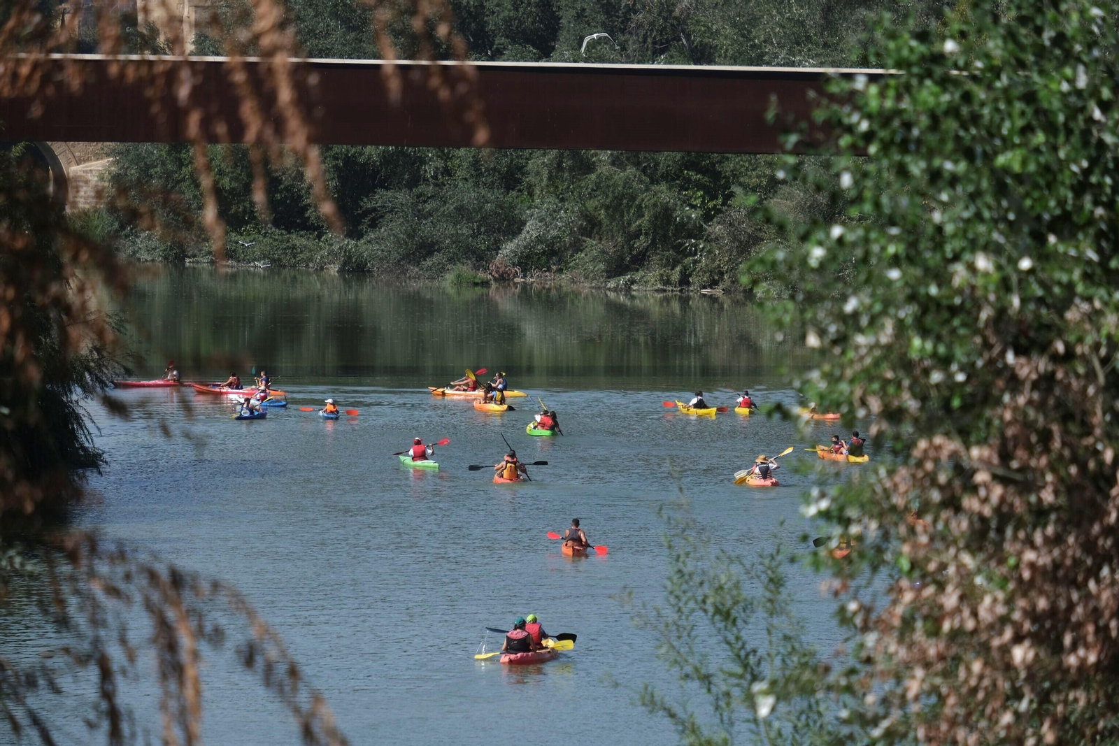 La ruta del caimán por el río Guadalquivir, en imágenes
