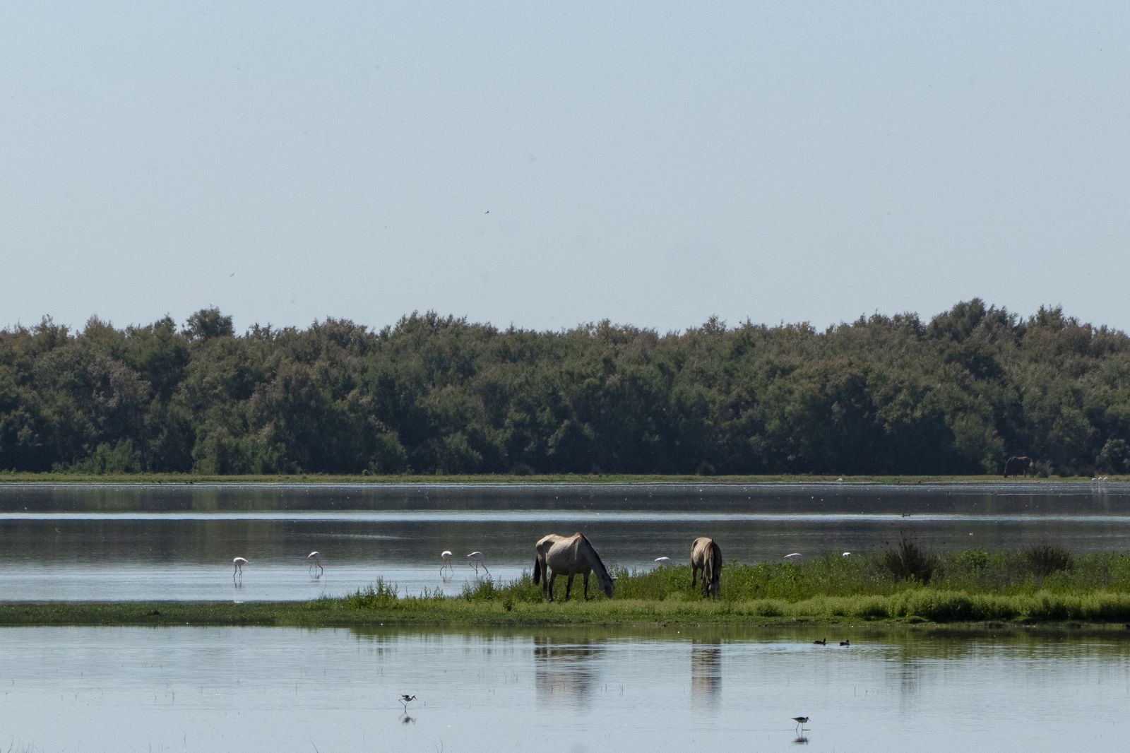 El Parque Nacional de Doñana.