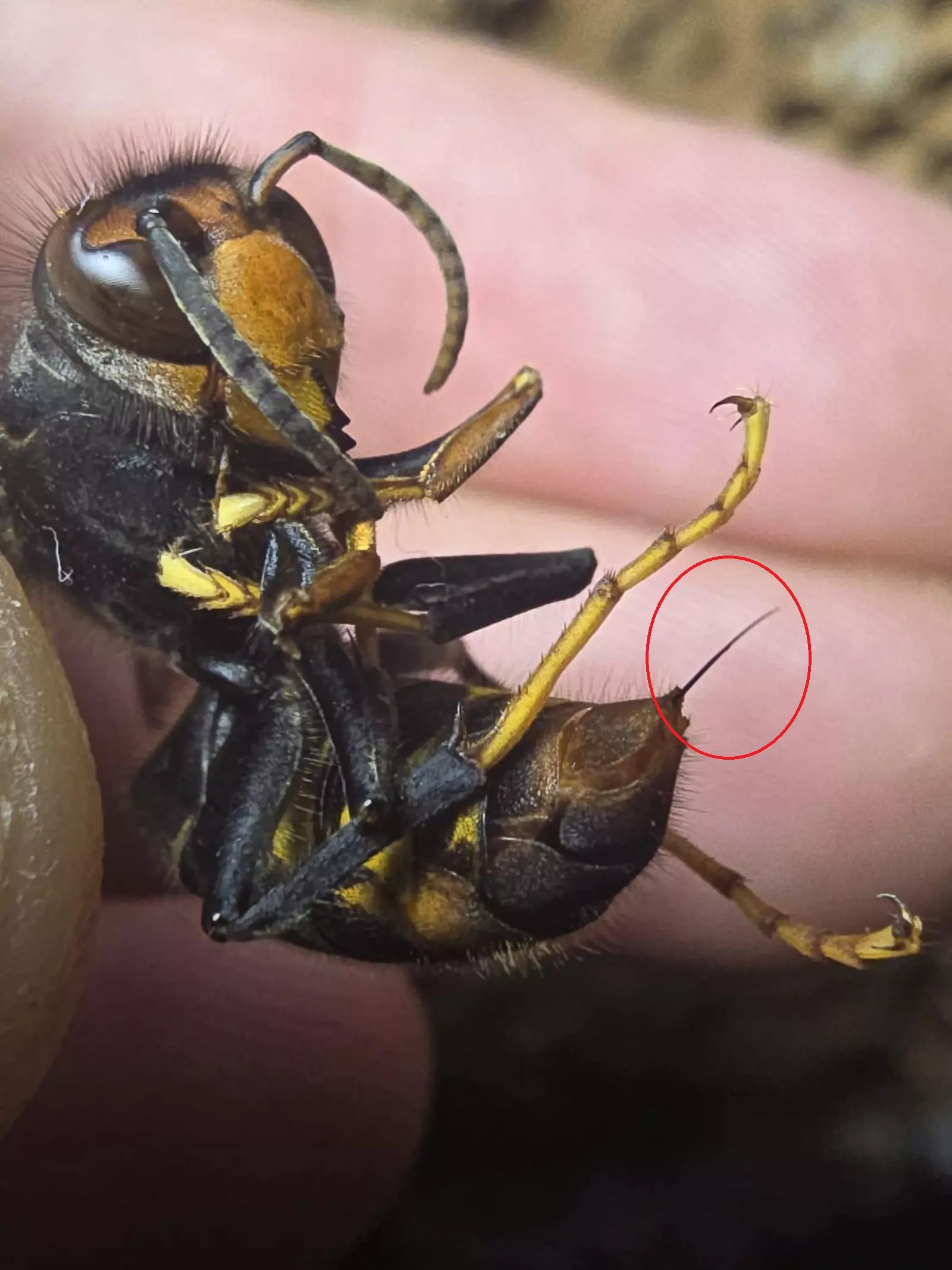 Detalle del aguijón