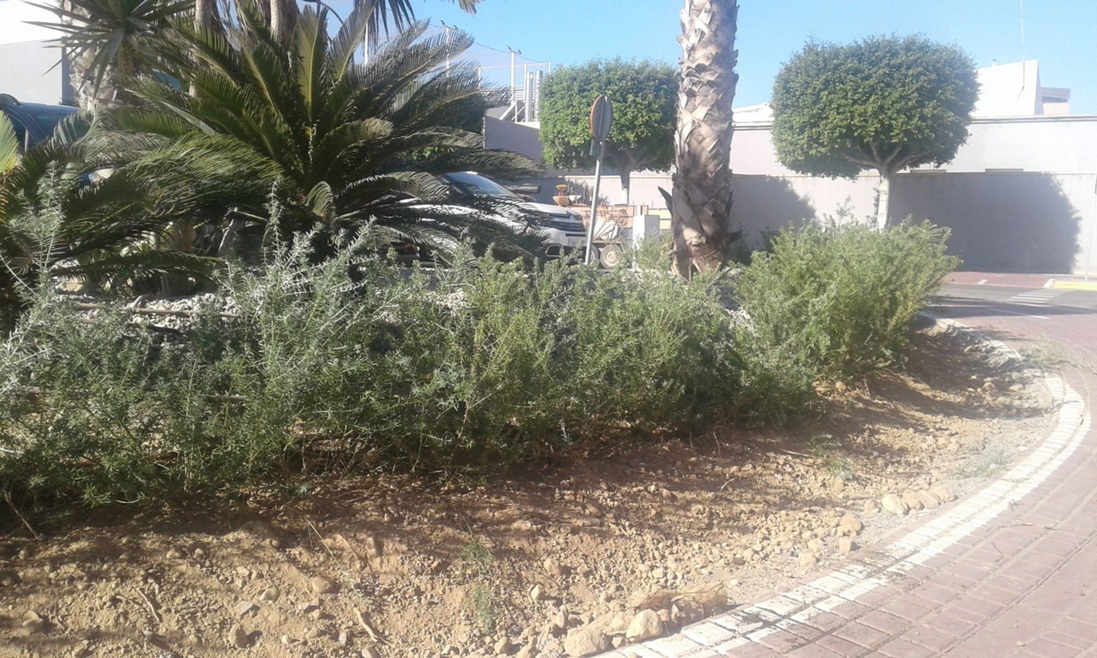Algunos de los nuevos elementos vegetales plantados en El Ejido.