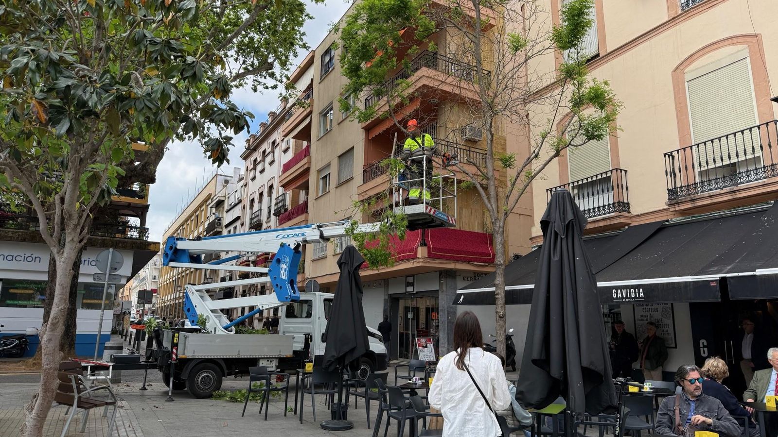 Podas esta mañana en la Plaza de la Gavidia.