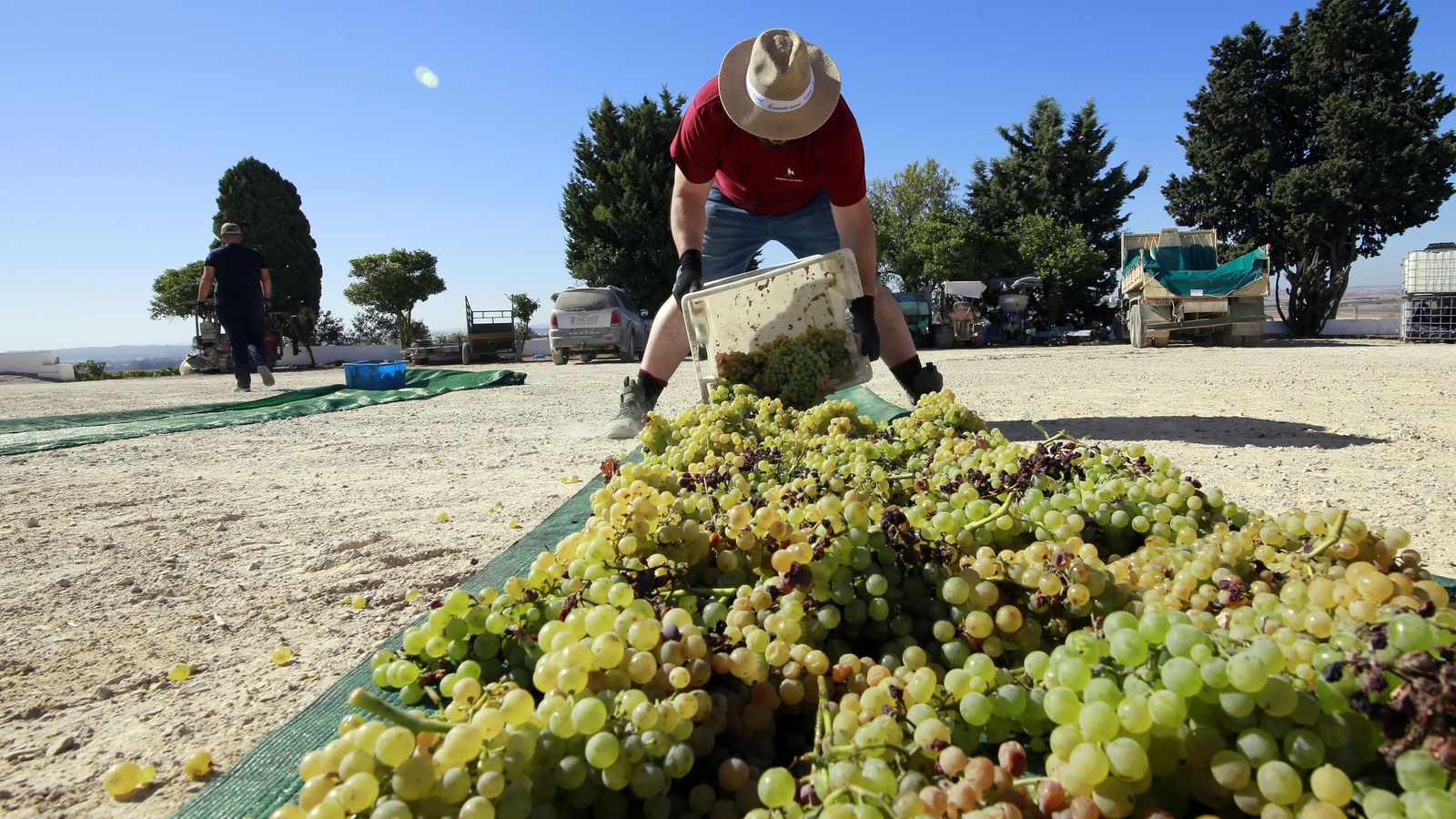 Vendimia y pisa de la uva tradicional en Viña El Corregidor de Bodegas Luis Pérez