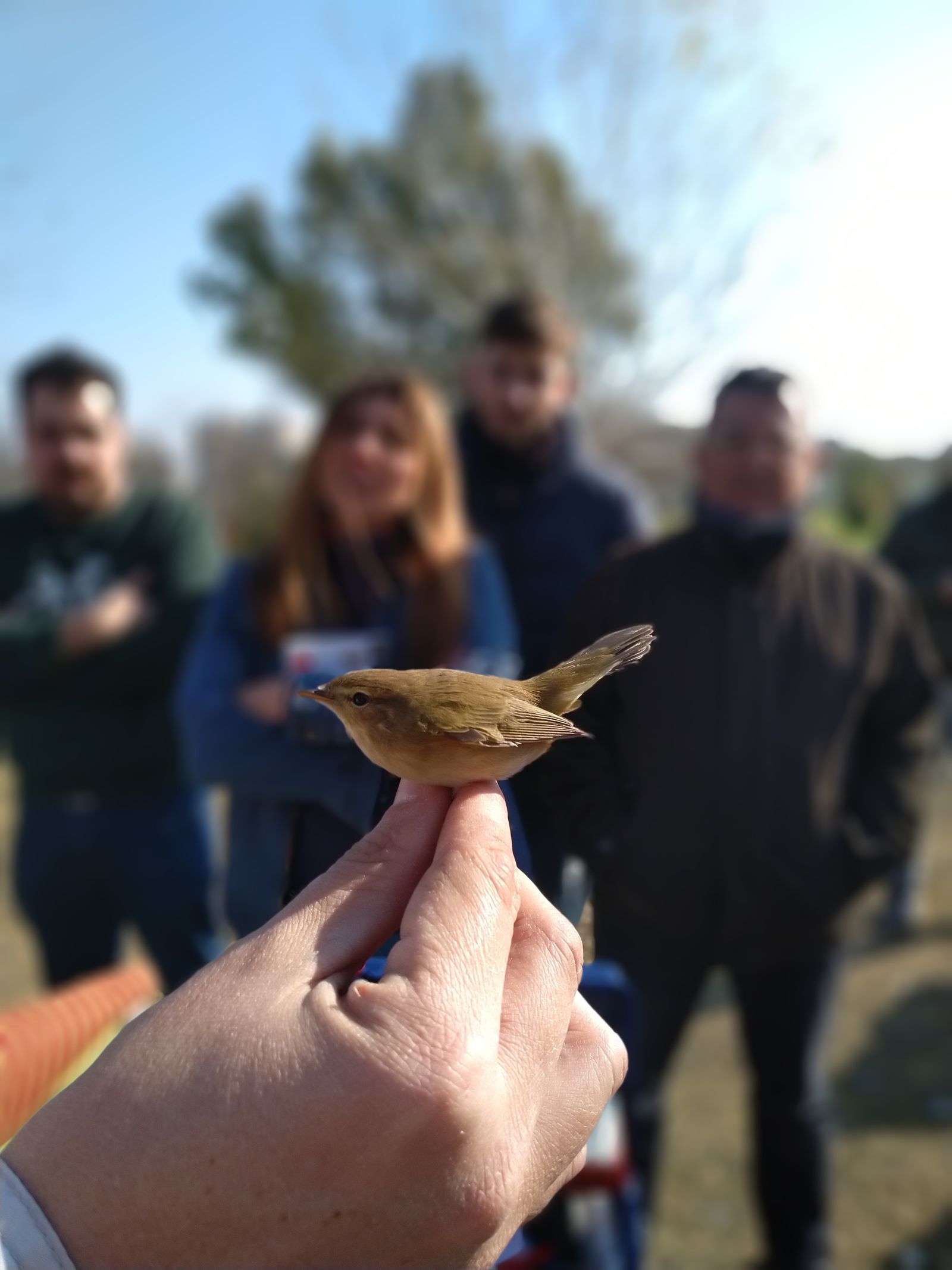 Mosquitero común, recapturado, que destaca por su minúsculo tamaño.