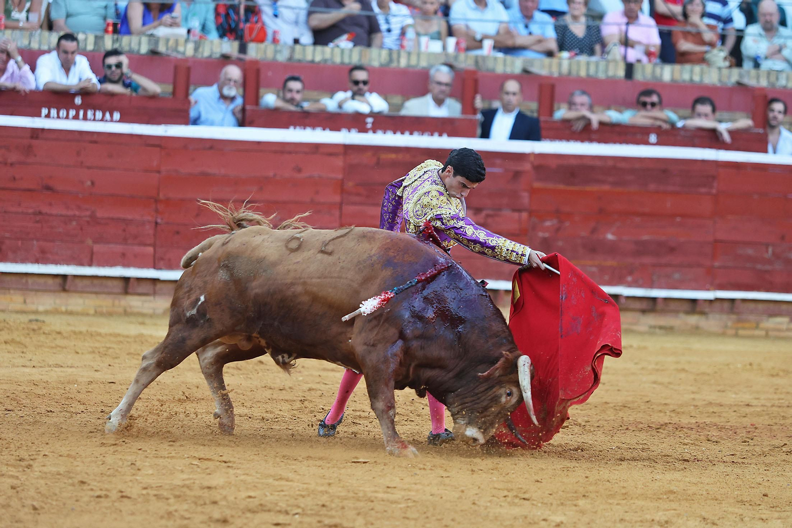 Toros La Merced 2024 Novillada con picadores(