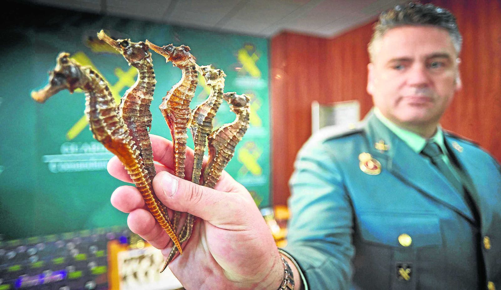 El portavoz de la Guardia Civil de Cádiz, Manuel González, mostrando algunos de los caballitos de mar.