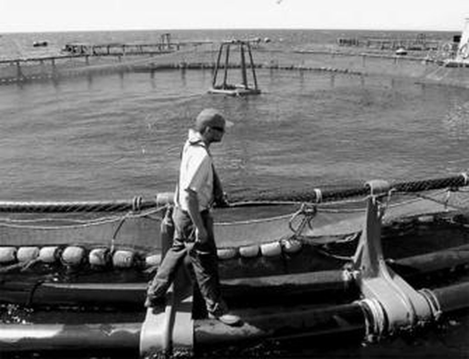 Jaula para la cría de lubinas frente a la zona de El Palo de la capital.