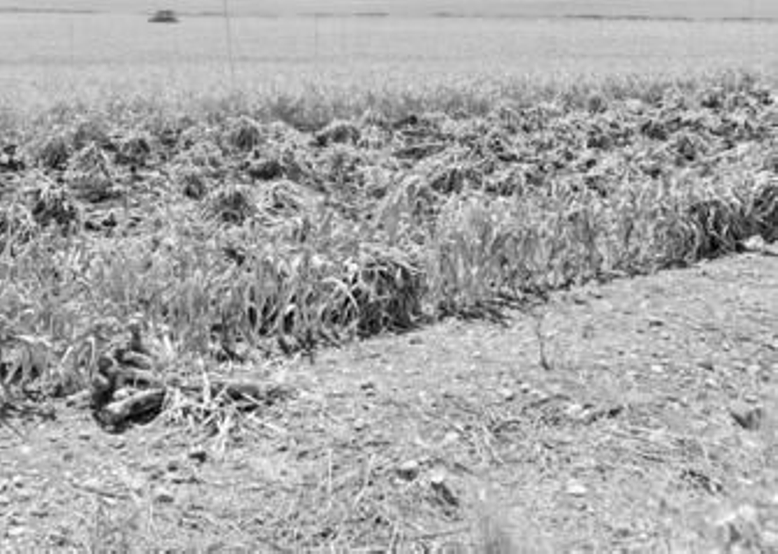 Arranque de ajos chinos en una finca del término municipal de Santaella, en la comarca de la Campiña Sur.