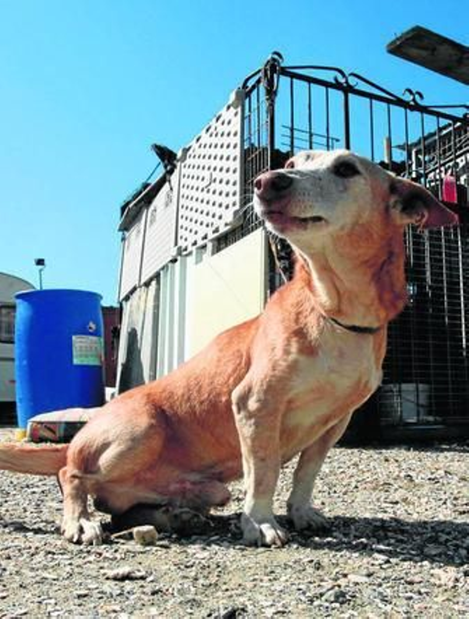 Un perro, en las instalaciones de Prodean.