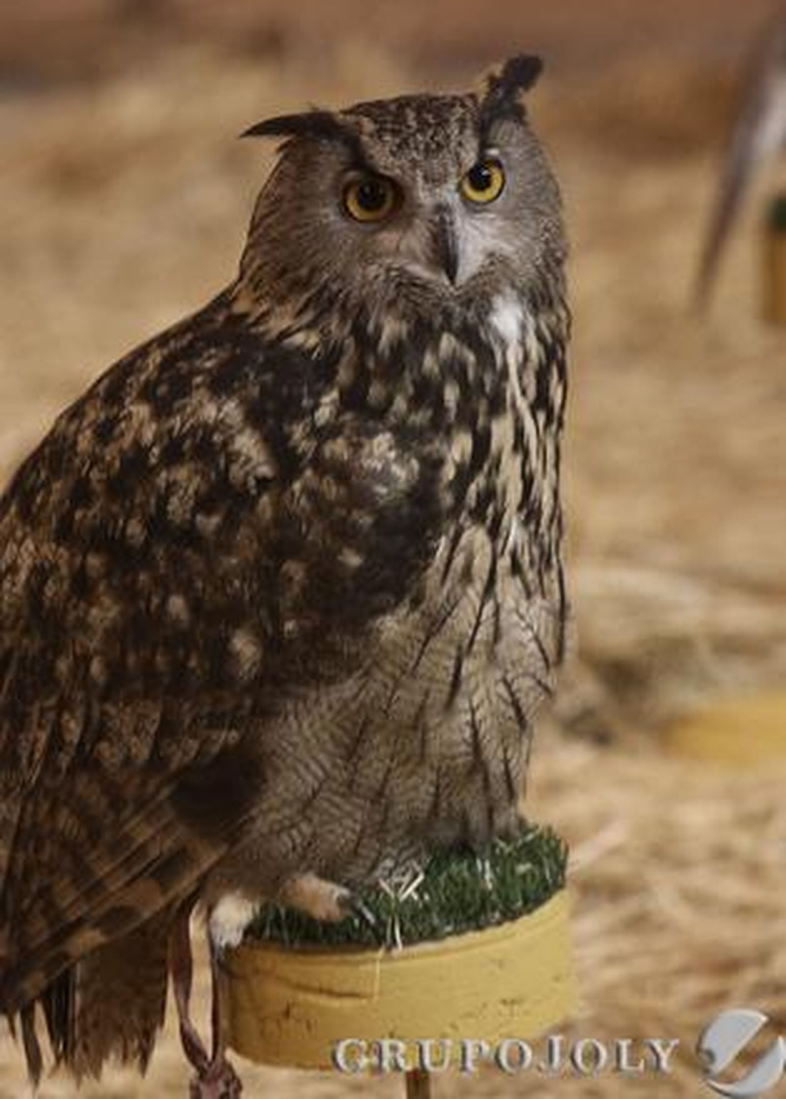 Foto: José Ángel García