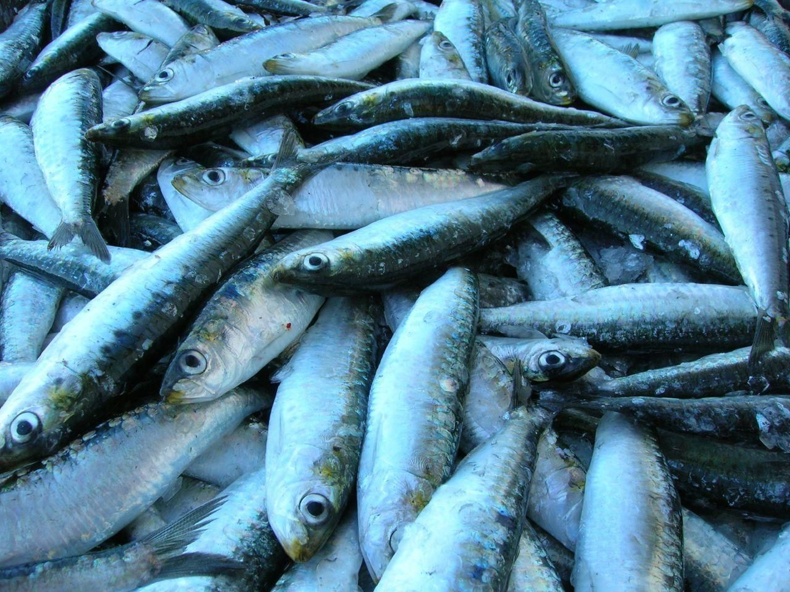 Sardinas.