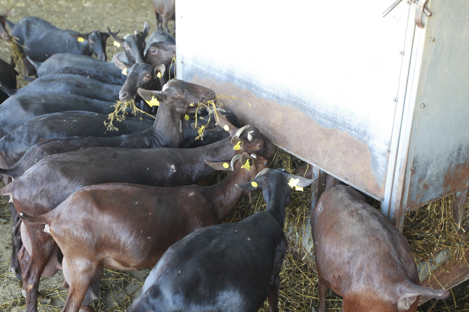 Cati Guirao, una ganadera hecha a sí misma, en imágenes