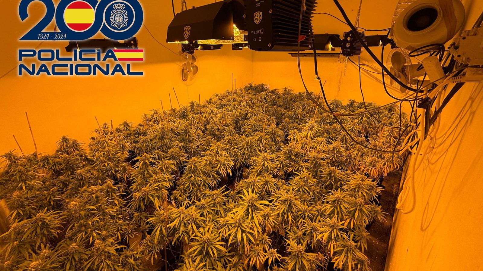 Una de las plantaciones de la organización criminal.