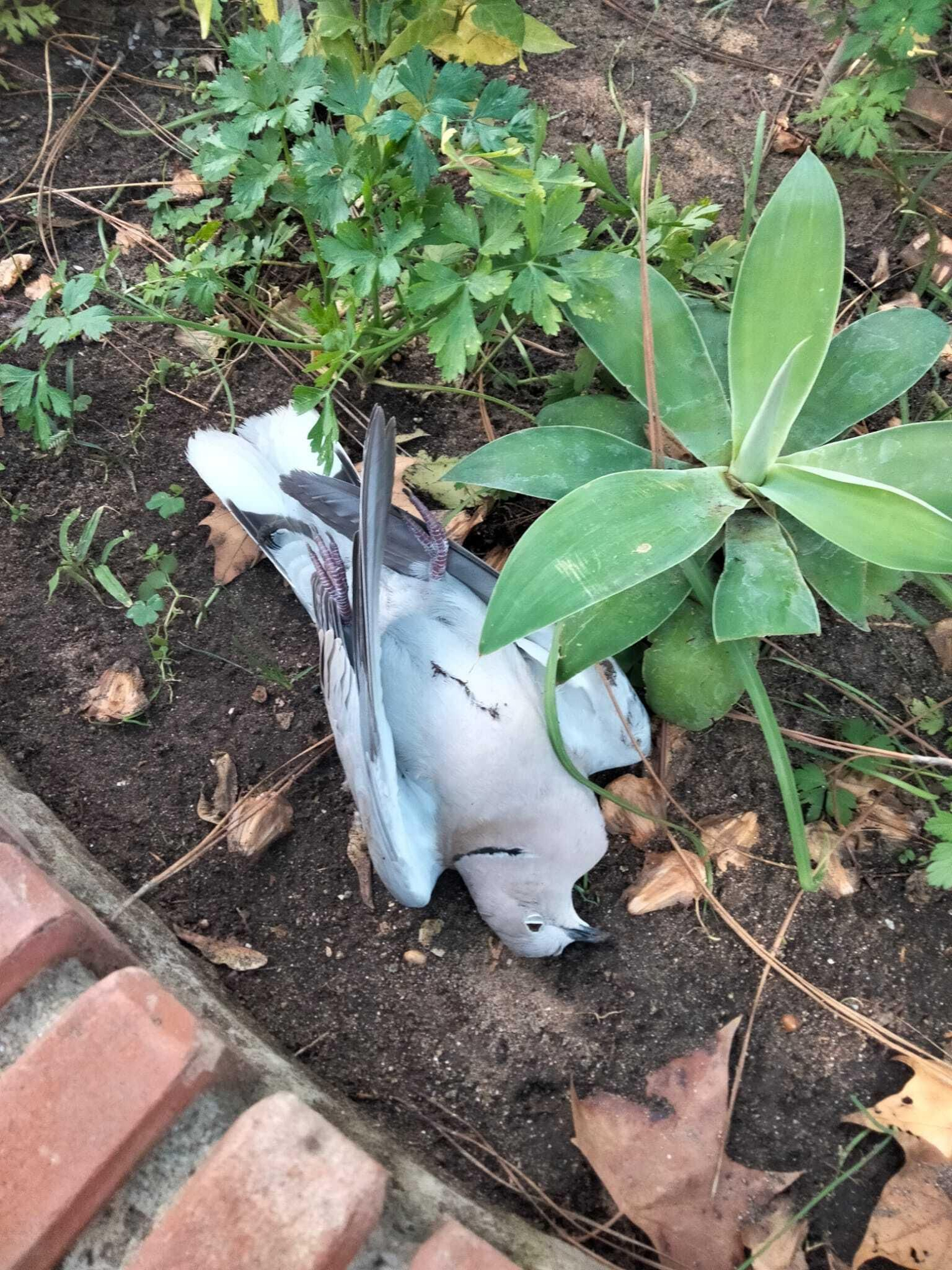 Otra de las tórtolas puertas aparecidas en los últimos días.