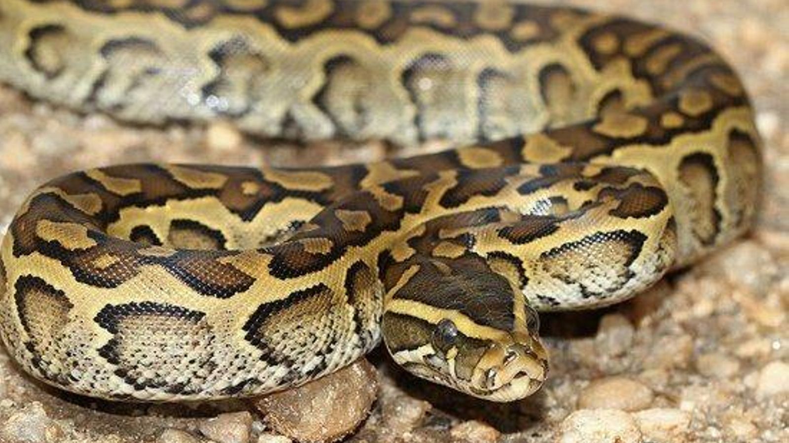 Pitón africana de roca