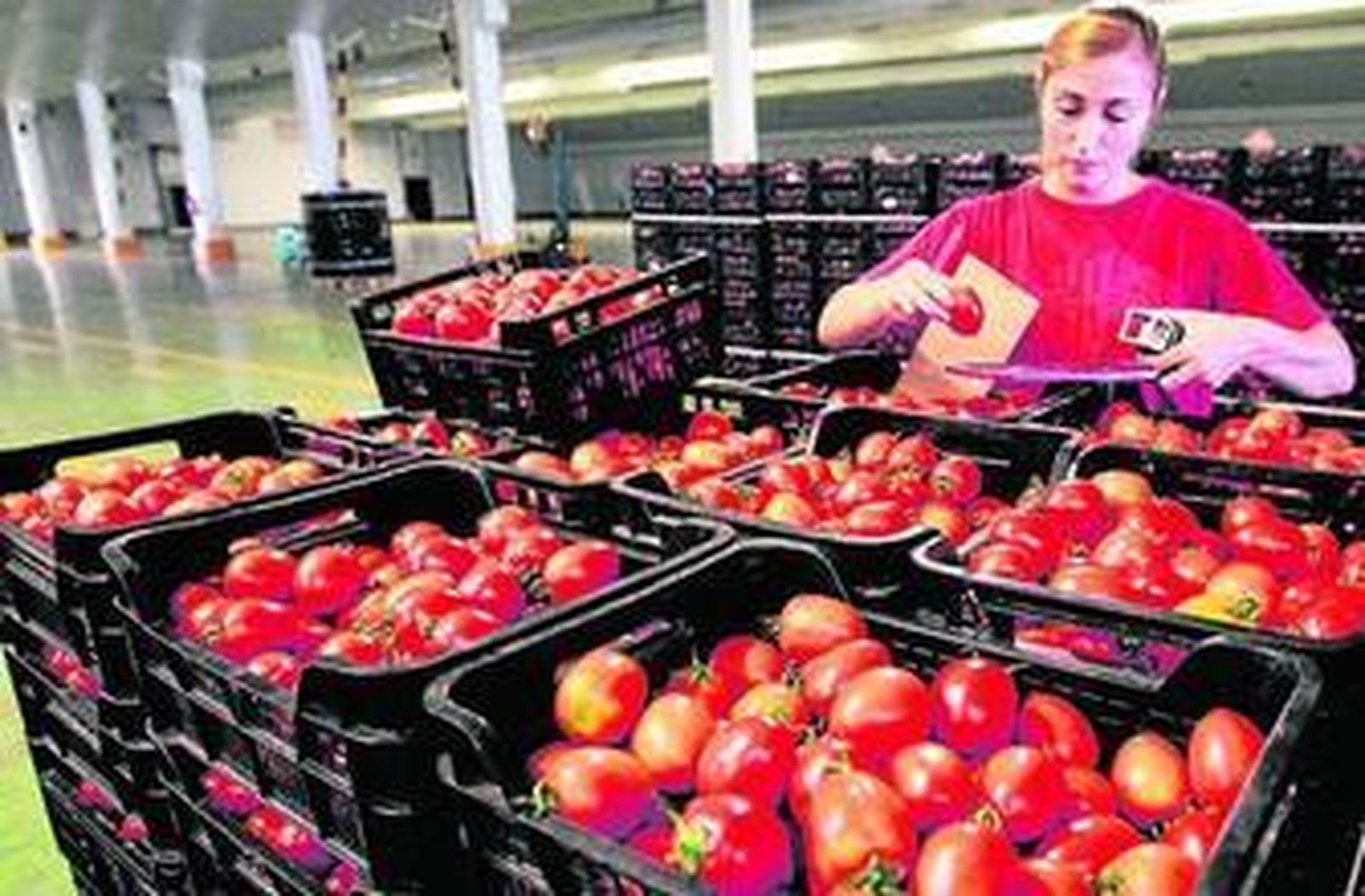 Operaria trabajando en el embalaje y clasificación de los tomates.