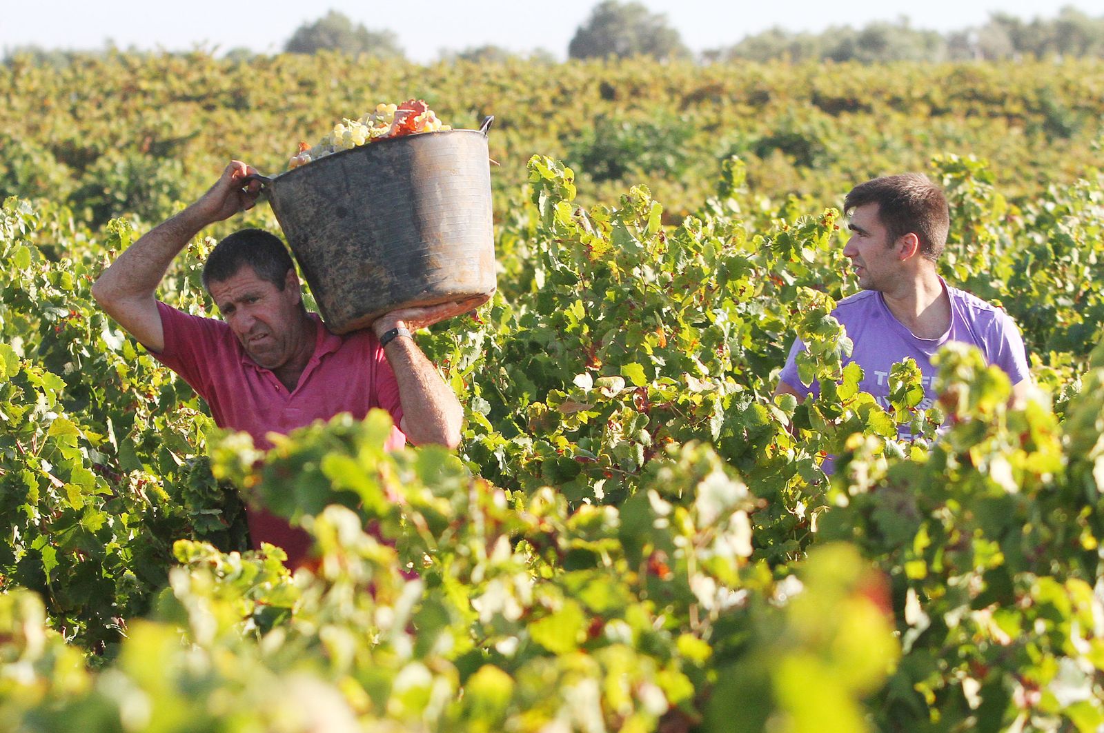 Imágenes de la vendimia en el Condado de Huelva.