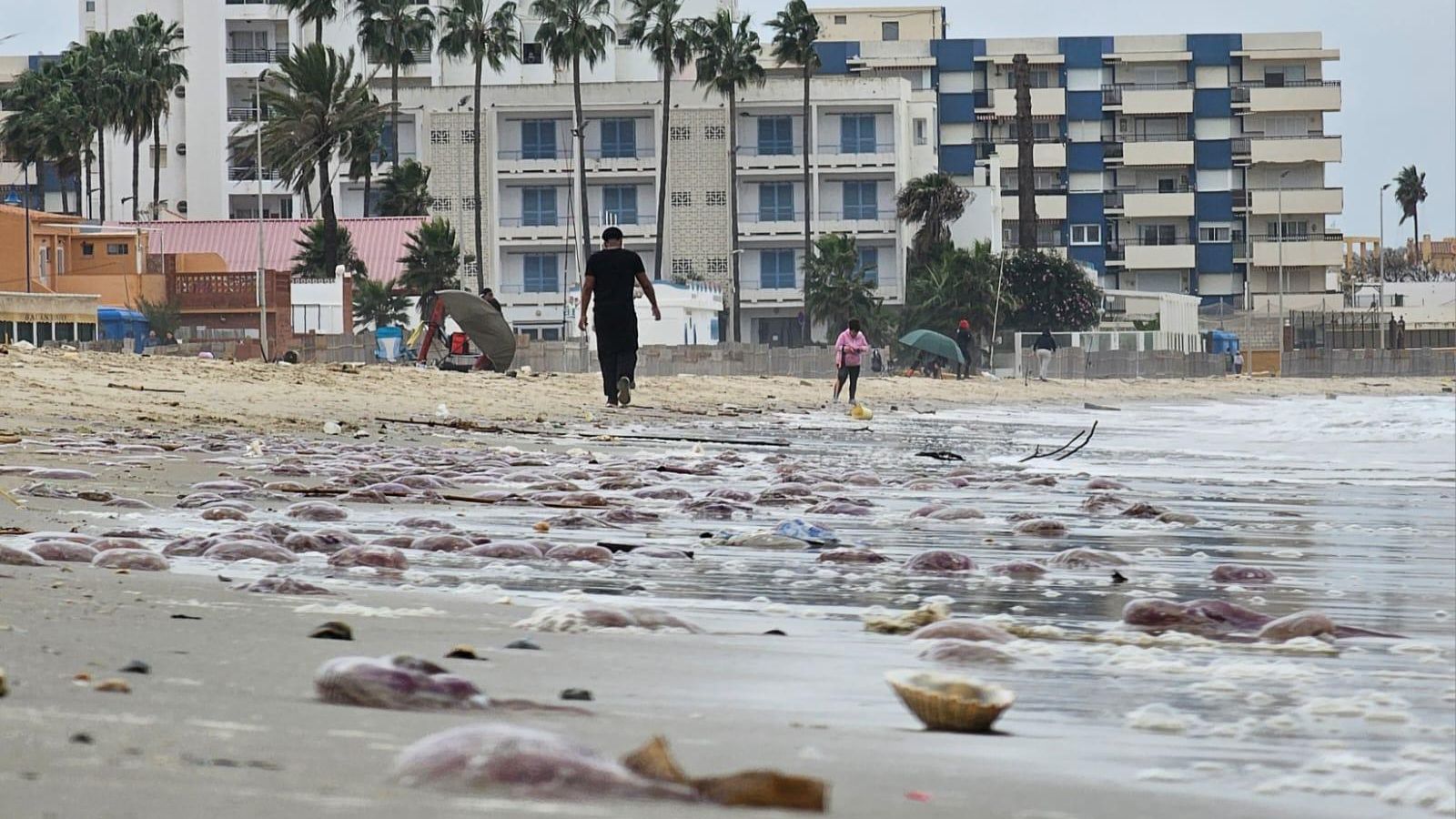 Las medudas cubren la orilla de El Rinconcillo.