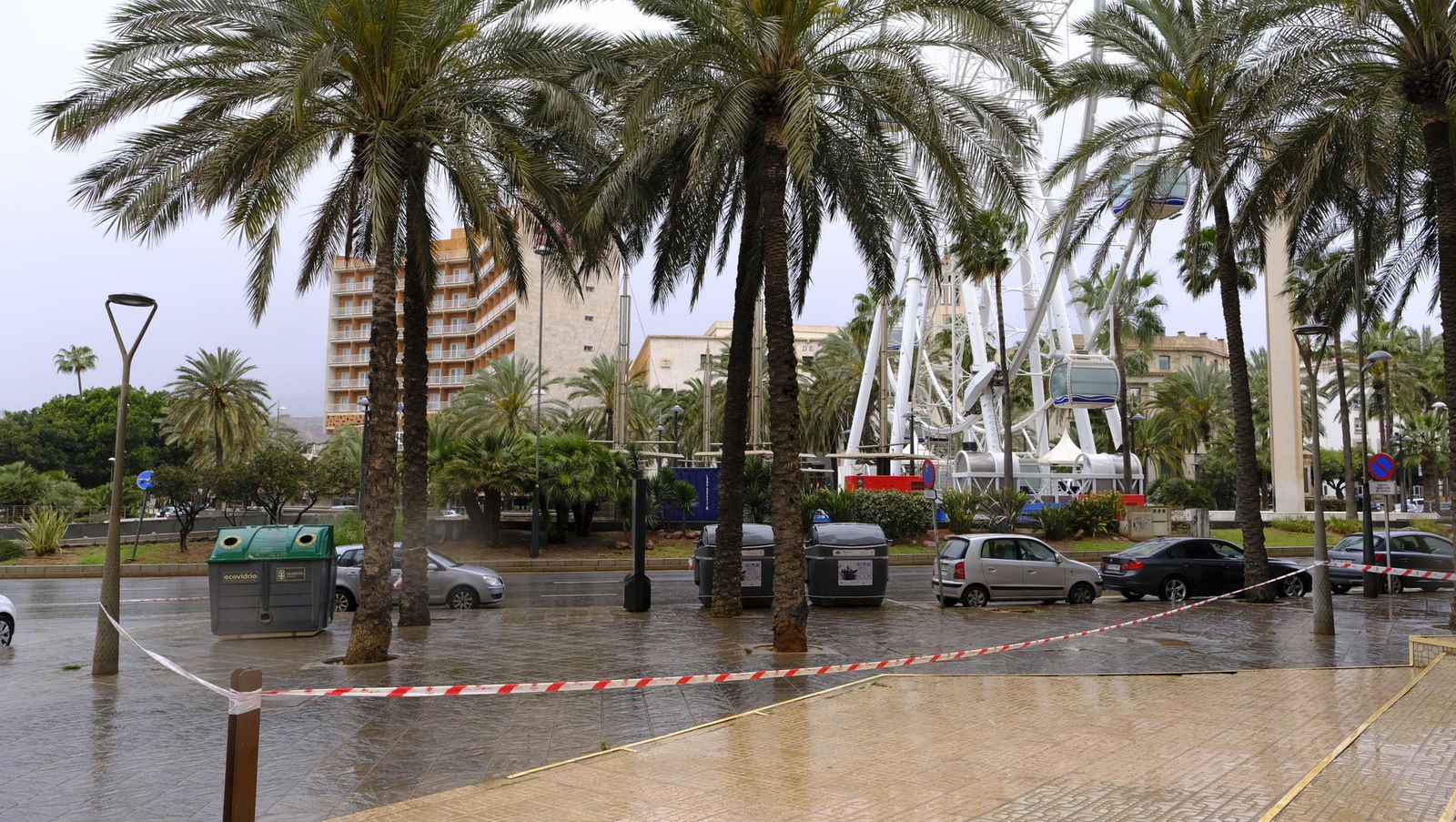Palmeras acordonadas en Rambla-Oliveros