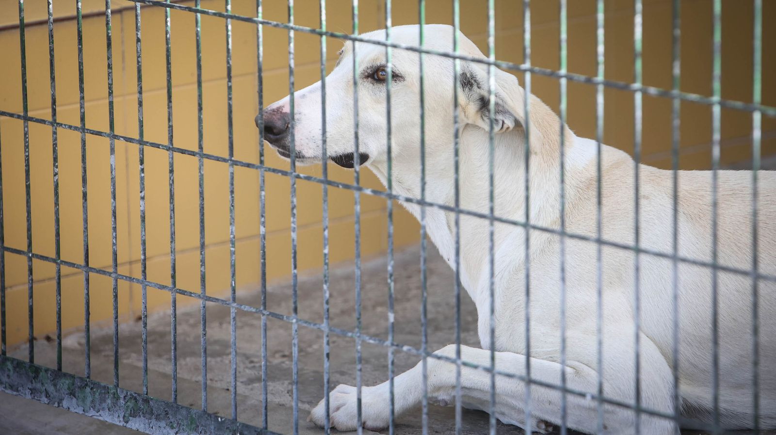 Centro de Protección Animal de Jerez