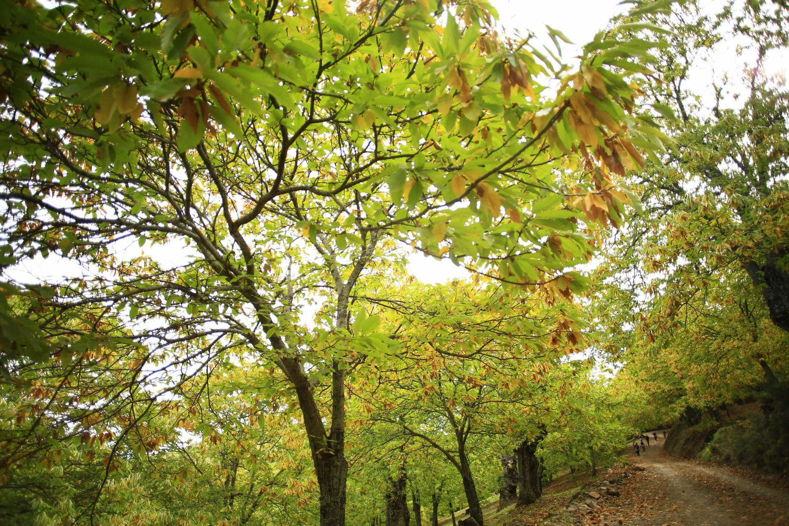 Fotos del Bosque de Cobre en el Valle del Genal.