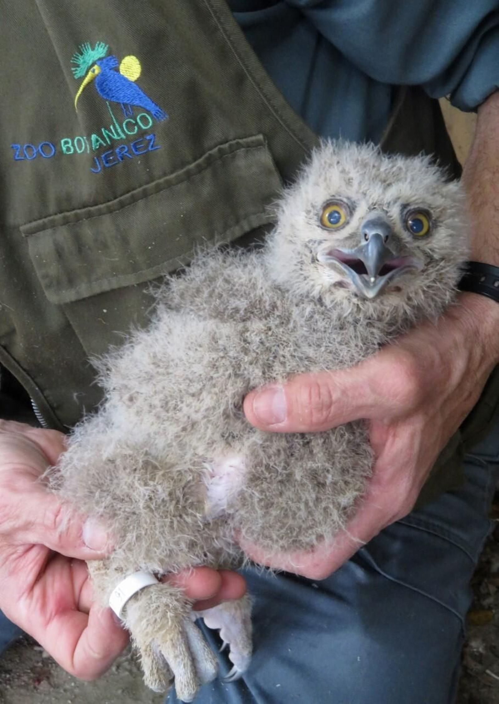 Uno de los nuevos pollos de búho real del Zoo de Jerez.