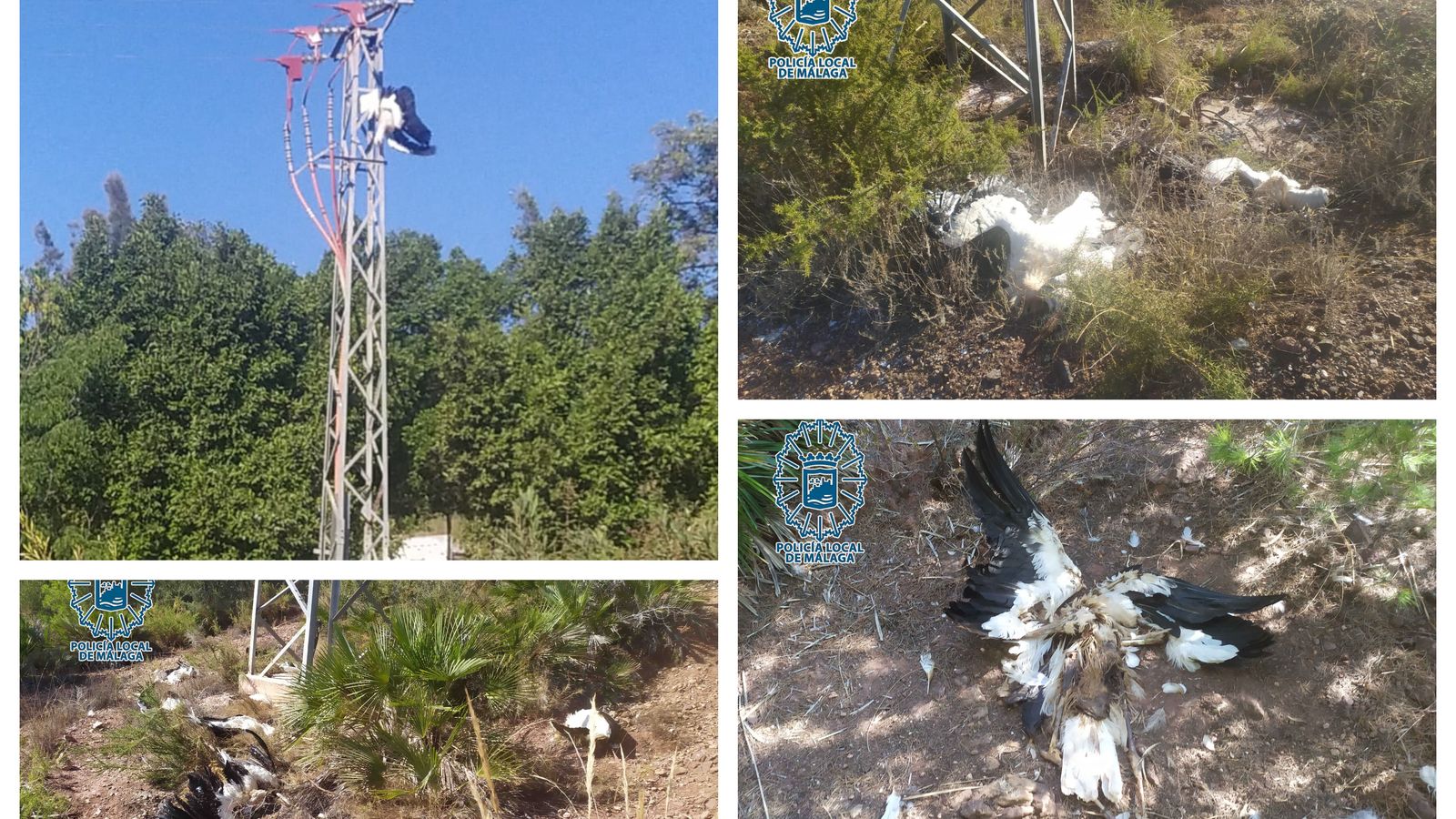 Ejemplares de cigüeñas muertas junto a torretas de alta tensión.