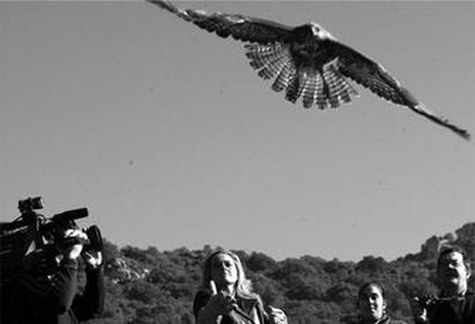 Un ejemplar de águila ratonera levanta el vuelo tras ser liberada por la propia consejera.